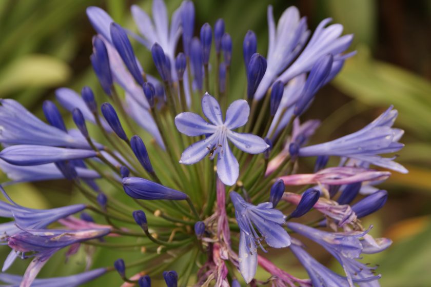 Flor por Daniel Castro